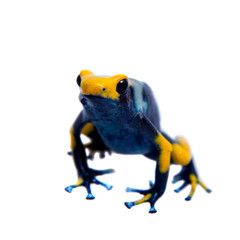 Peacock Dyeing Poison dart frogling, Dendrobates tinctorius Tumucumaque, on white