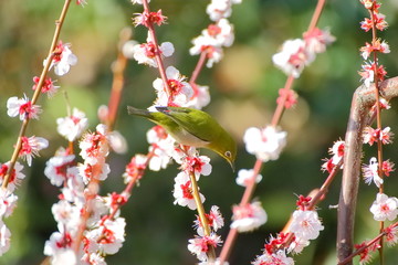 梅の花とメジロ。日本の春の情景