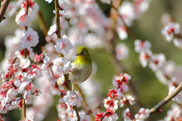 梅の花とメジロ。日本の春の情景