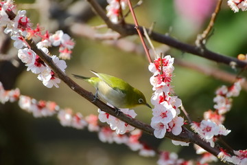 梅の花とメジロ。日本の春の情景