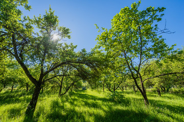 Beautiful green nature landscape of Europe