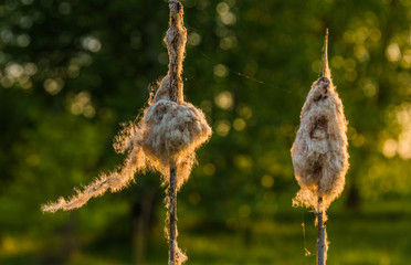 Fototapeta premium Beautiful green nature landscape of Europe