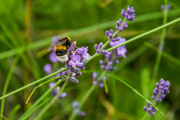 Beautiful green nature landscape of Europe