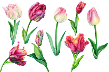 Watercolor flowers, set of beautiful tulips on an isolated background, hand drawing, spring card