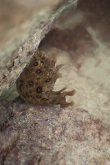 Snail on a rock underwater 