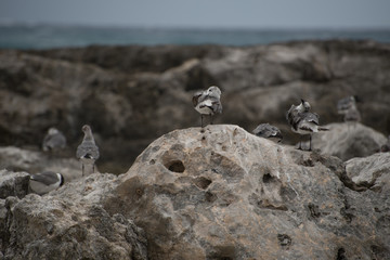 Big rock close up, seagull 