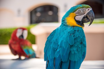 Close up of a scarlet macaw and a blue-and-yellow macaw