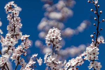 cherry blossom in spring 