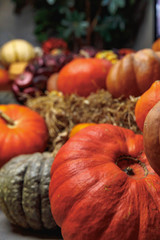 pumpkins and gourds