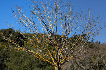 tree at the park in spring 