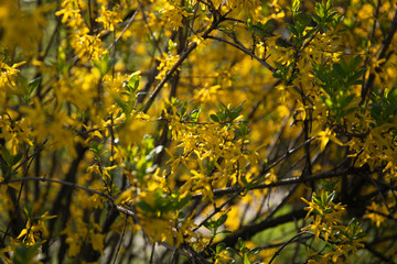 Yellow flowers of bush Forsythia in spring bloom