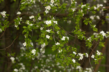 Spring blossom background. Beautiful nature scene with blooming tree.