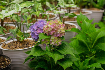 Nature Home decorative plants in pots