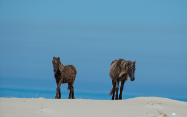 Young Wild Horses of Sable Island on Beach