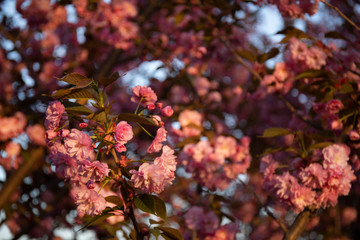 Spring flowers blossom background. Beautiful nature scene with blooming tree.