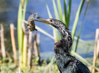 Anhinga spearing a fish for dinner at the Lake Apopka Wildlife Drive in Florida.