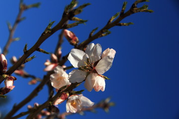 Almond Blossom