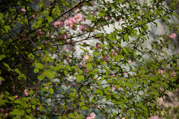 Fototapeta na wymiar Spring flowers blossom background. Beautiful nature scene with blooming tree.