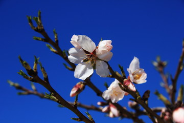 Obraz premium Almond Blossom