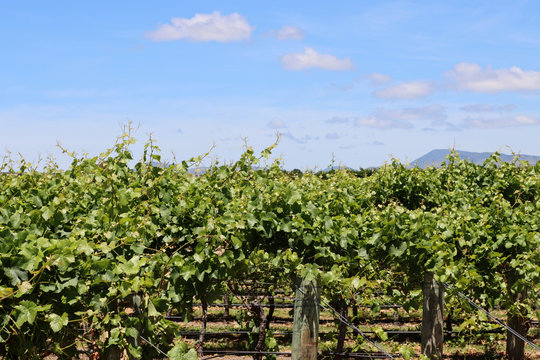 Weinberg in Martinborough. Neuseeland