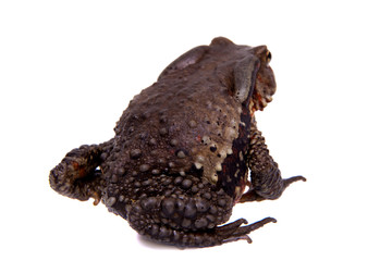 Amazing Vietnamese toad isolated on white background