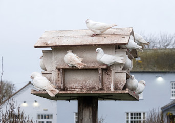 White doves perched on a dovecote