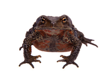 Amazing Vietnamese toad isolated on white background