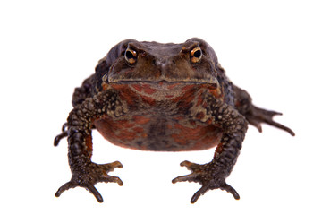 Amazing Vietnamese toad isolated on white background