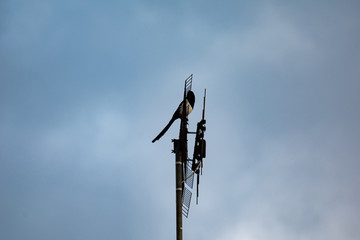 Urraca en la antena