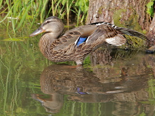 wild duck Mallard on the lake in the green grass