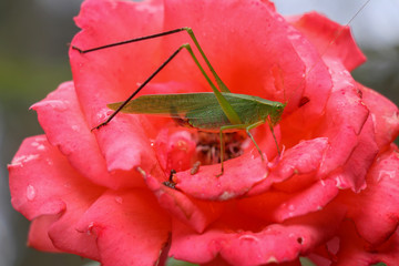 Close-up of a katydid, or bush cricket, feeding on a red rose bloom, with visible frass.
