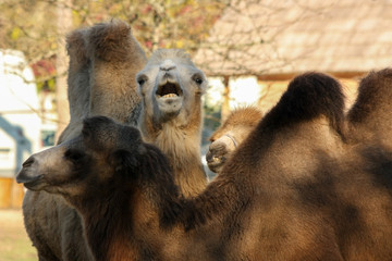 Two camels at the zoo on a sunny day