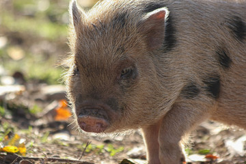 Piglet with black spots in a farmyard