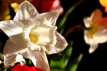 White daffodil in the shade