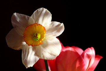 daffodils and tulips on a black background