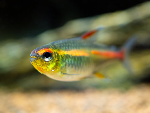 macro close up of a tetra growlight (Hemigrammus Erythrozonus) in a fish tank with blurred background