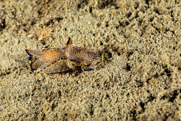 The most beautiful underwater snails of the Indian and Pacific Ocean