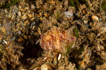 The most beautiful underwater snails of the Indian and Pacific Ocean