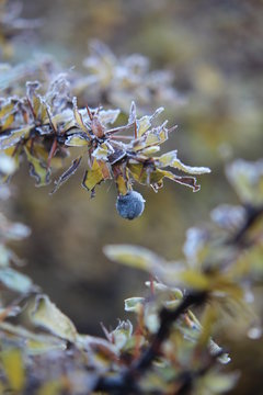Fruto del Calafate 