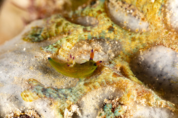 The most beautiful underwater snails of the Indian and Pacific Ocean