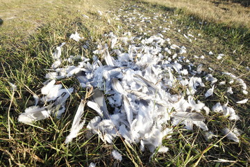 Białe ptasie pióra na łące po walce z drapieżnikiem