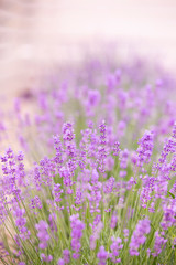 Lavender field over sunser sky. Beautiful image of lavender field closeup. Lavender flower field.