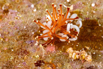 The most beautiful underwater snails of the Indian and Pacific Ocean