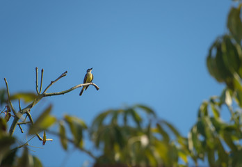 Yellow bird standing on a branch at the top of a tree on a blue sky background