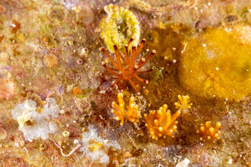 The most beautiful underwater snails of the Indian and Pacific Ocean