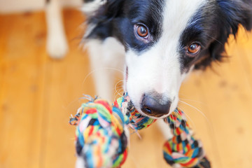 Fototapeta premium Funny portrait of cute smilling puppy dog border collie holding colourful rope toy in mouth. New lovely member of family little dog at home playing with owner. Pet care and animals concept.