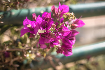 bougainvillea flower on a sunny winter day