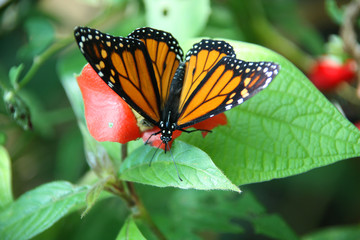 Monarch Butterfly or Danaus plexippus, resting on some green foliage, in the jungle, Roatan, Honduras, Central America.