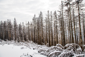 Bäume auf dem Brocken im Harz