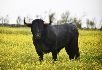 toro tipico español en una ganaderia